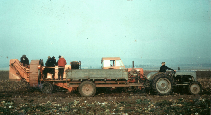 Balintraid Tattie Harvesting 1962