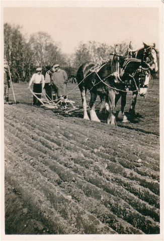 Local Ploughing Competition