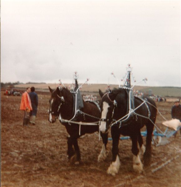 Ploughing Competition