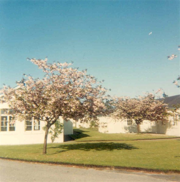 Flowering cherries at Invergordon Hospital
