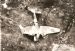Crashed Blackburn Botha