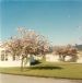 Flowering cherries at Invergordon Hospital